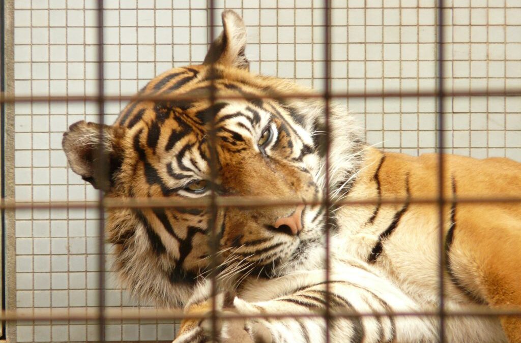 Quel sera l&rsquo;avenir des animaux non domestiques présentés au public : la réponse du gouvernement