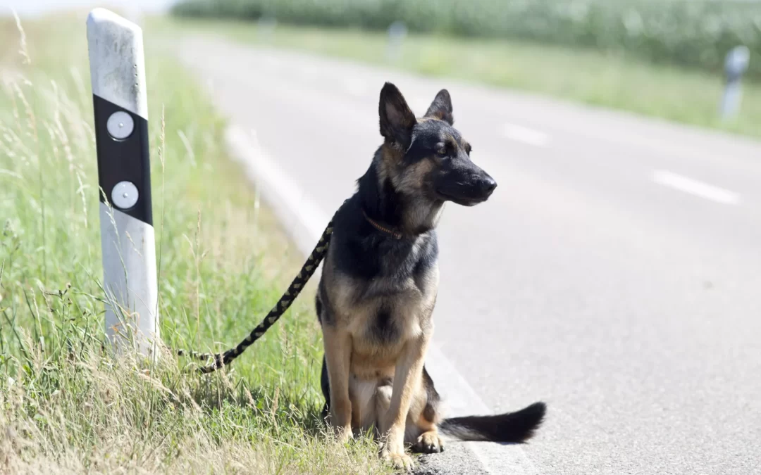 Abandons des animaux de compagnie à l&rsquo;approche de l&rsquo;été : les dispositions envisagées par le gouvernement